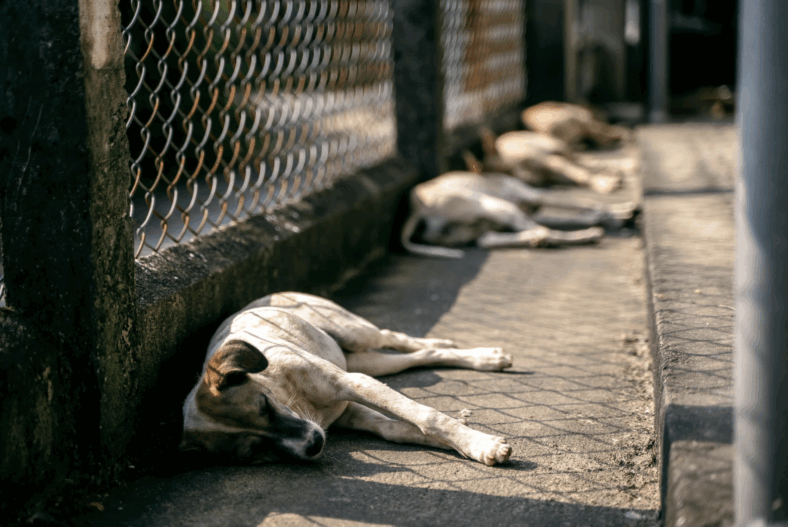 Over 50 Animals Rescued From Neglect—Now the Public Demands Justice